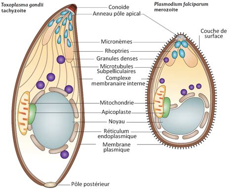   Apicomplexes: Des Parasites Subtils aux Conséquences Dévastatrices pour les Êtres Vivants !