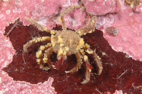  Crabe-araignée! Un explorateur marin mystérieux aux pattes extraordinaires qui se cache dans les profondeurs