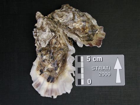  Huîtres: Délicieuses créatures à coquille double qui filtrent l'eau avec une précision chirurgicale!