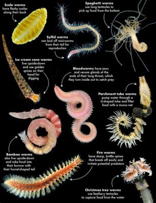  Isochaetides! A Tiny Sea Worm Living a Life Full of Delicious Mud