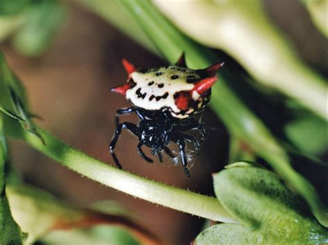  Ithomia: Une araignée aux couleurs vives qui démontre la beauté fascinante de l'adaptation dans les environnements tropicaux !