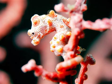  Klunzingeri : Comment un poisson-chat du Pacifique se transforme en maître du camouflage sous-marin ?