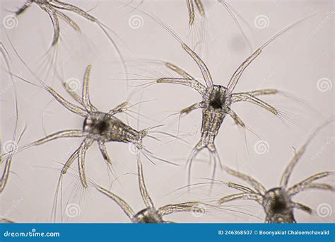  Nauplius: Une Créature Microscopique Fascinante aux Antennes Frissonnantes!