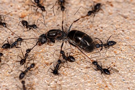  Queen Ant! Une reine solitaire gouvernant un empire sous terre avec des millions de sujets dévoués ?