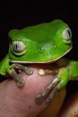  Quelquechose d’Époustouflant! La Quirita, Petite Grenouille aux Yeux Mystérieux et à la Peau Brillante